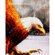 Art Print American Bald Eagle