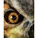 Wall Art Print Great Horned Owl